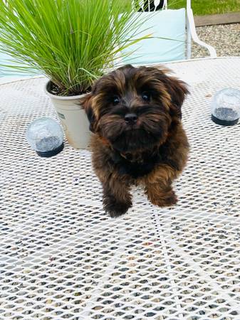 Yorkipoo pom puppy (Carmichael)63848769272963121