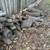 LOTS OF LIVE OAK FIRE WOOD!!!  BBQ 3 thumbnail