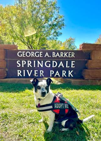 6 year old mixed breed free to very good home (Washington)64189201604481121