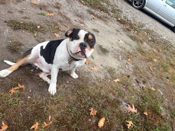 Macho XL Bully de 1 año (Hertford NC)63882942532227122