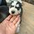 Husky puppies rehoming 8 thumbnail