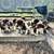 Australian sheperds 5 thumbnail