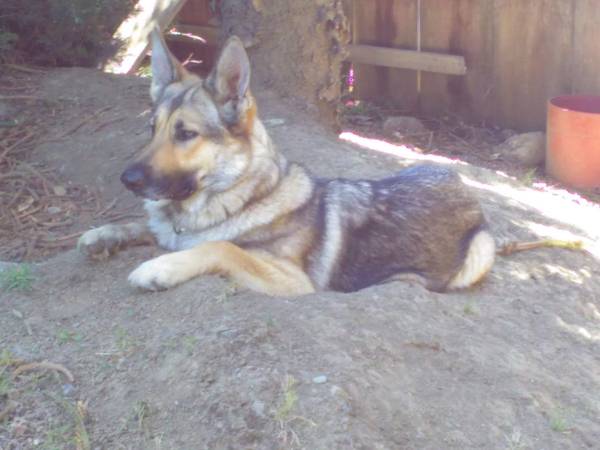 LOST GERMAN SHEPHERD FEMALE, NELLIE, last seenHwy4 x Jack Tone1/9/19 (Stockton, Farmington)63469792818817122