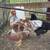 Easter Egger Cockerel 2 thumbnail