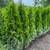 Arborvitaes for sale Evergreens !!! 1 thumbnail