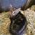 SAVANNAH KITTENS Mix - very friendly 3 thumbnail