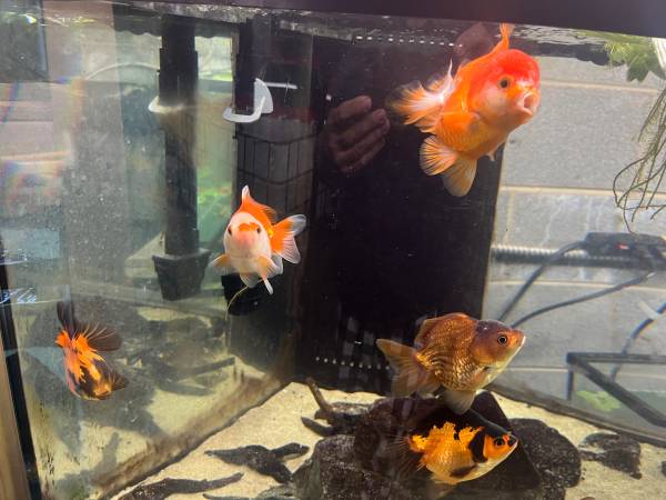 Oranda Goldfish, many to choose ($30) 1