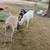 Large dairy goats 3 thumbnail