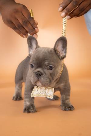 Frenchies looking for new home (Orange Park)63682104633089122