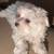 Maltese/Poodle Mix Puppies 7 thumbnail