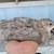 Jumbo pearl couturnix Quail 3 months/gordonises de Jumbo pearl couturnix 3 meses 7 thumbnail