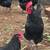Australorp Rooster – young + 1 older (chicken) 3 thumbnail