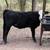 Heifers Mixed Bred 2 thumbnail