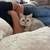 Scottish Kitten 1 thumbnail
