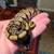 banana orange dream het pied(ball python) 2 thumbnail