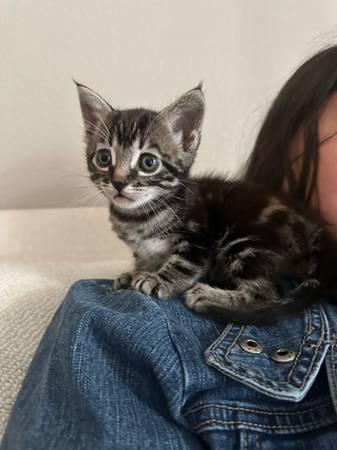 Adorable kitten (Tarzana)63953679002243121