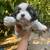 9 weeks Shih Tzu 16 thumbnail