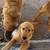 Golden Retriever female 1 thumbnail