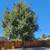 🔷MORELOS TREE Specialist, Removal, Trimming, Stump. Dependable🔷 4 thumbnail