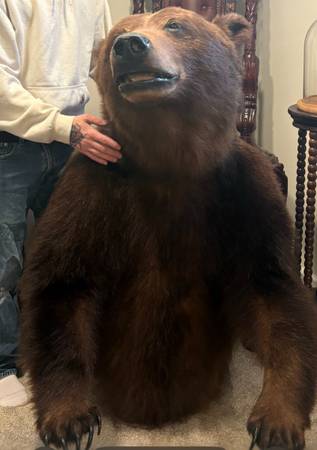Massive Grizzly Brown Bear Taxidermy 1