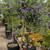 Solanum Patio Tree 3 thumbnail