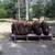 5 Red Angus Bulls 1 thumbnail