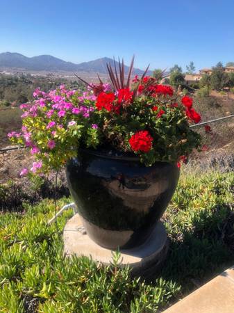 Beautiful black pot with flowers 1