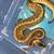Ball Python 2 thumbnail
