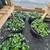 Warrenton Plants Nursery Nurseries 7 thumbnail