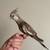 Hand tamed cockatiel (white face) 5 thumbnail