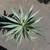 Agave angustifolia ///// Caribbean Agave --- 5 gallon 7 thumbnail