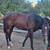 5 year old Thoroughbred Gelding 3 thumbnail