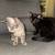 Rehoming 2 Cats 1 thumbnail