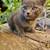 Kittens 5 thumbnail