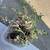 $5 group of succulents. For transplanting . 4 thumbnail