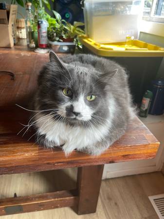 Mainecoon mix (Beaverton)63916333016835123