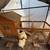 6X6 dog lot, small chicken house, and lot extender 1 thumbnail