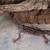 Male Juvinile Mack snow lepored gecko 1 thumbnail