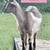 Nugora bucklings and a Nugora doeling 4 thumbnail