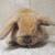 Holland lop rabbit 10 thumbnail