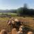 Dairy sheep rams 2 thumbnail
