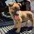 Belgian malinois rehome 12 thumbnail