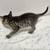 Kittens 18 thumbnail