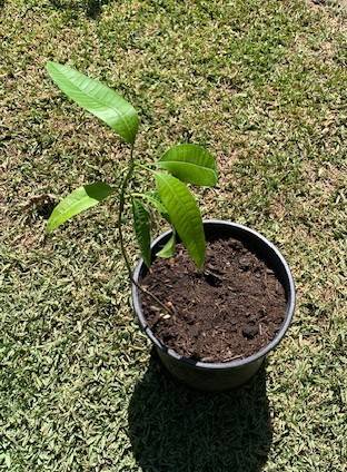 Manila Mango Rooted Live Fruit Plant 1