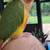 Female Pineapple Green Cheek Parrot Hand fed Tame Talking 1 thumbnail