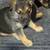 German shepherd puppies available 12-20-2025 17 thumbnail
