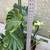 A pot of large Monstera plant 4 thumbnail