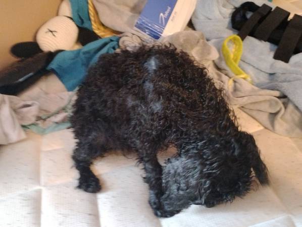 Male cockapoo re-home for $300 serious inquiries only (Kingsport)63673439437697121