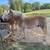 15 hand Haflinger team 3 thumbnail