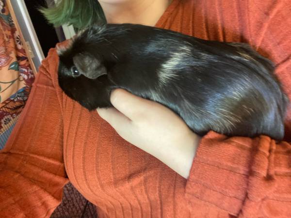 Female guinea pig (Princeton)63667748525699121